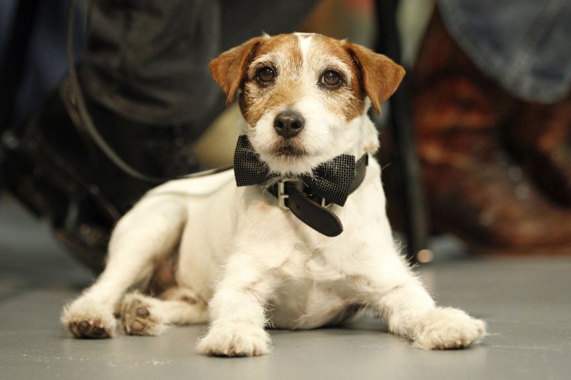 Uggie, nueva imagen de Nintendo en America