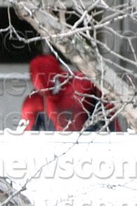 El Soprendente Hombre Araña 2