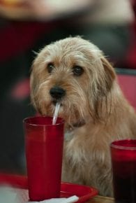 Anchorman 2: The Legend Continues