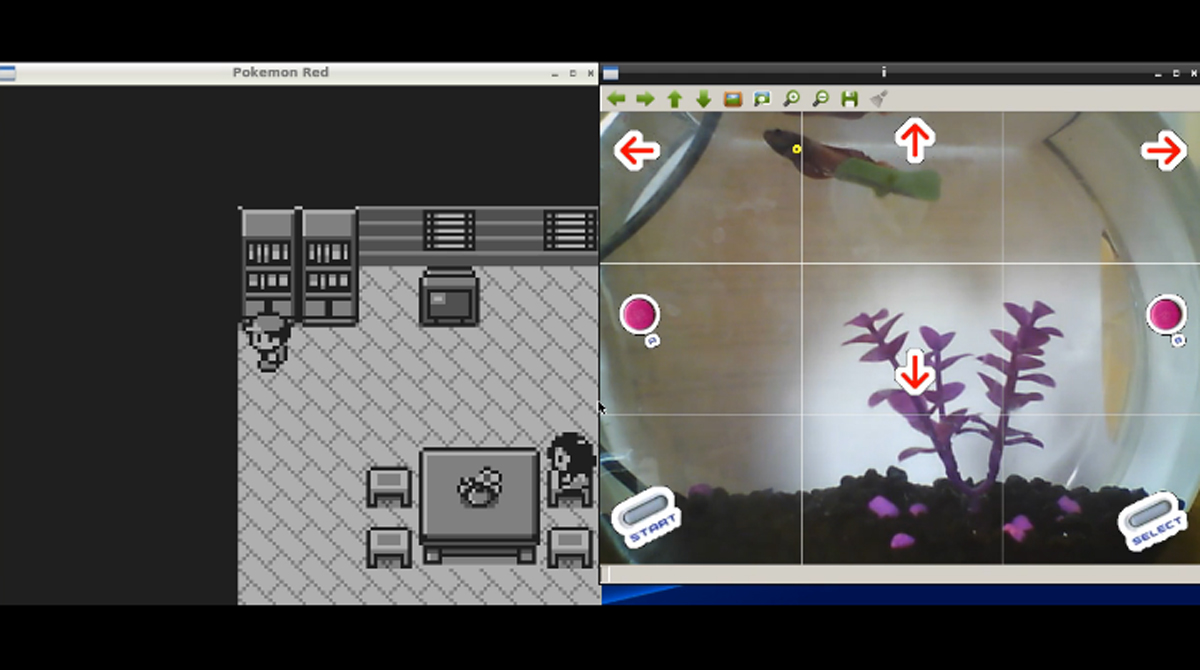 Conoce a Grayson, el pez que juega Pokémon